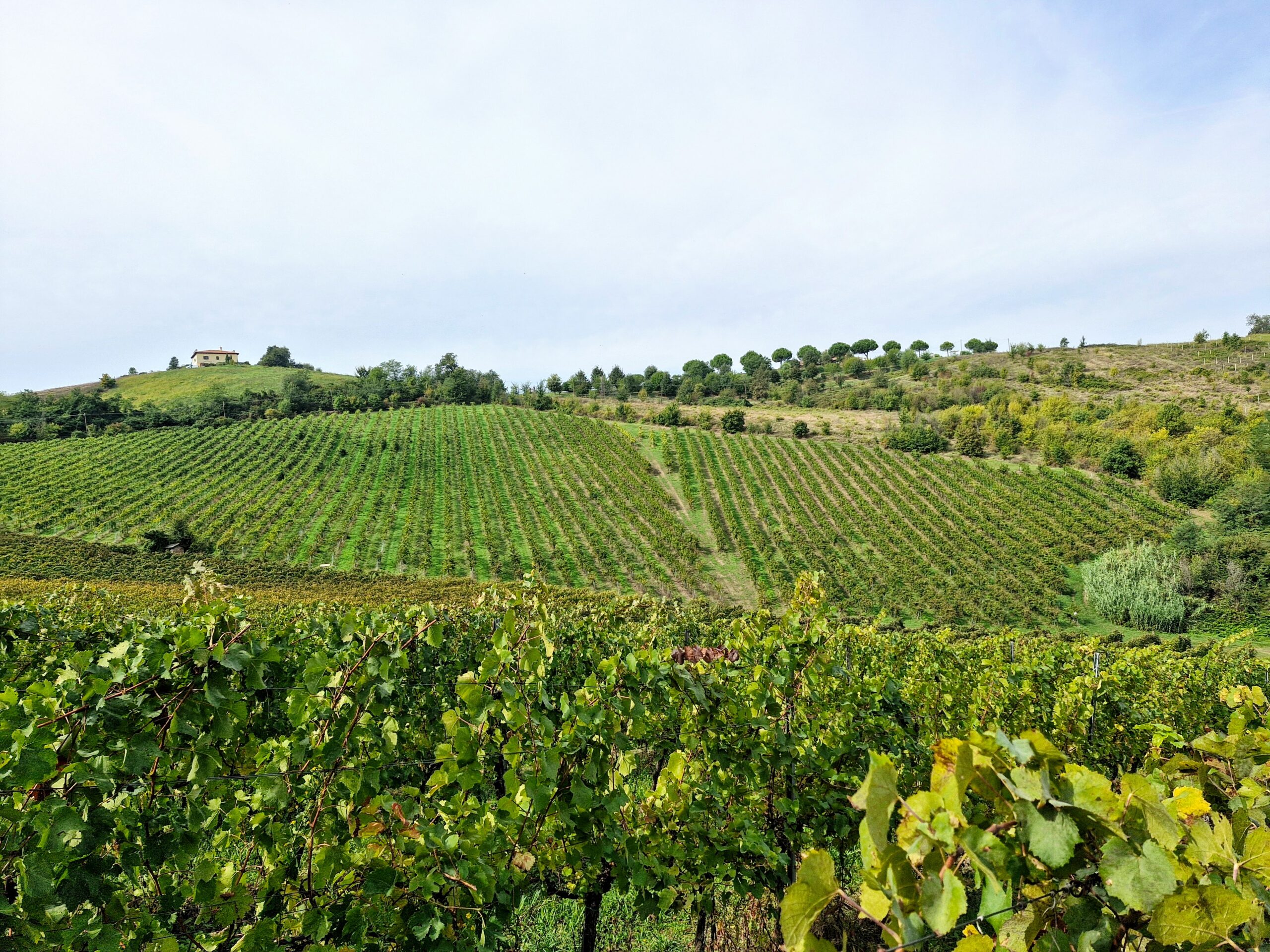 un bellissimo paesaggio collinare rivestito da vigne per i migliori consigli e percorsi di trekking